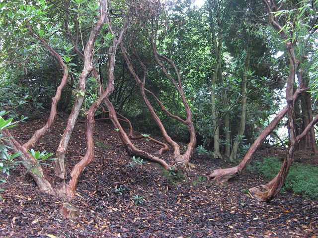 Bois de Moutiers